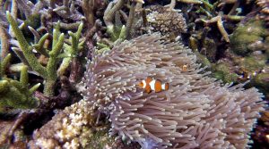 nemo-barriera-corallina-redang-malesia