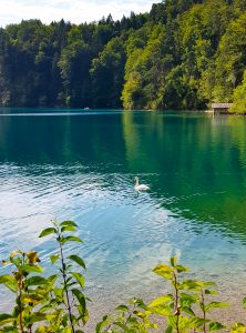 cigno bianco nel lago verde smeraldo di alpsee in baviera